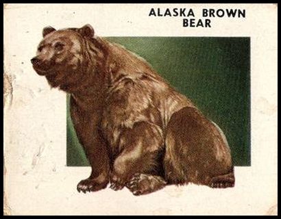 102 Alaska Brown Bear